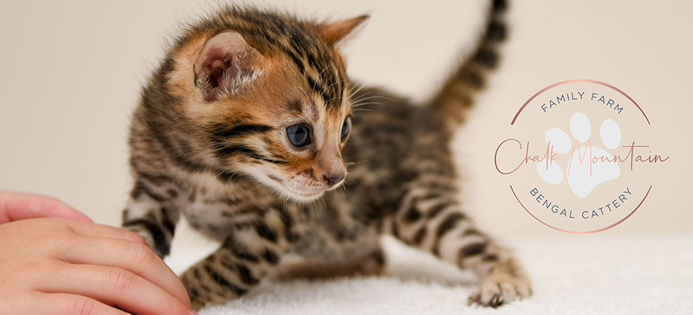 Bengal kitten for sale
